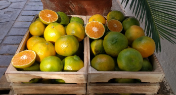 Mandarínky ClemenPons 12 kg - Cena 44 €