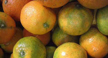 Mandarínky Clemenrubi 12 kg - Cena 44 €