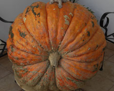 Kúpte tekvice - Valencia pumpkins online