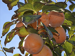 Kúpte tomeľ (kaki) online - Valencia persimmons online