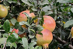Kúpte granátové jablká online - Valencia pomegranates online