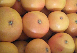 Kúpte grapefruity - Valencia grapefruits online