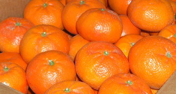 Neskoré mandarínky 18 kg - Cena 50 €