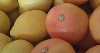 Zmiešané citróny a grapefruity 18 kg - Cena 50 €