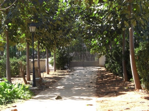 Paulownia