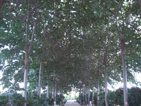 Paulownia
